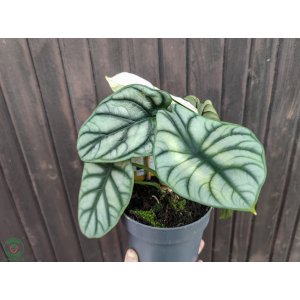  Alokázia (Alocasia) ´SILVER DRAGON´ - výška 20-25 cm, kont. C2L 